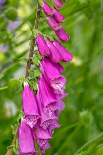 Foxglove (Digitalis purpurea), Province of Groningen, Netherlands