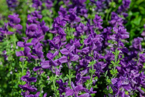 Crested sage (Salvia viridis, Salvia horminum), North Rhine-Westphalia, Germany