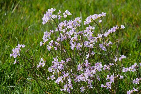 Meadow foamwort (Cardamine pratensis), Münsterland, North Rhine-Westphalia, Germany