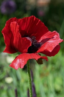 Garden poppy (Papaver), Münsterland, North Rhine-Westphalia, Germany