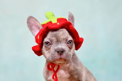 Cute young Lilac Brindle French Bulldog dog puppy with knitted strawberry hat