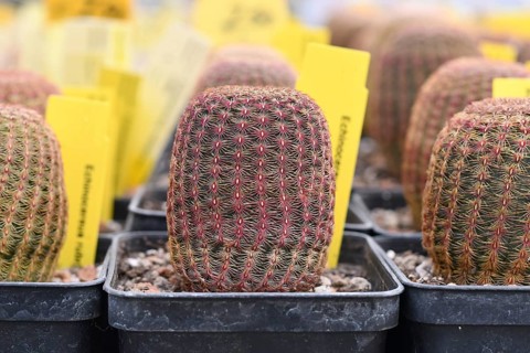 Small Echinocereus Rigidissimus subsp. Rubispinus cactus plants in pots. ALso called Arizona