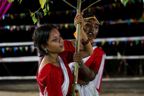 Members of the tea tribe community holds a karam tree as they celebrate the vibrant Karam Festival