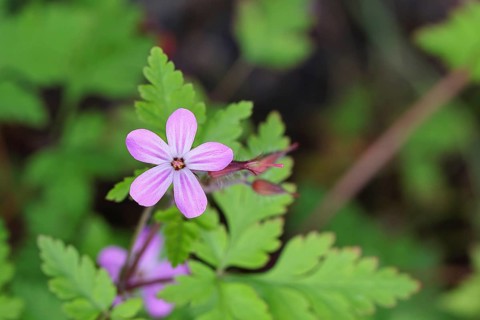 Stinking cranesbill (Geranium robertianum), herb Robert, Ruprechtskraut (Geranium robertianum),
