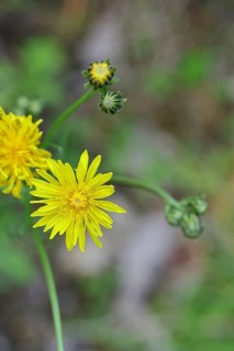 Meadow peony (Crepis biennis), yellow flower by the wayside, Wilnsdorf, North Rhine-Westphalia,