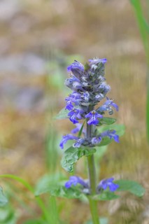 Blue bugle (Ajuga reptans), inflorescence in a meadow, Wilnsdorf, North Rhine-Westphalia, Germany