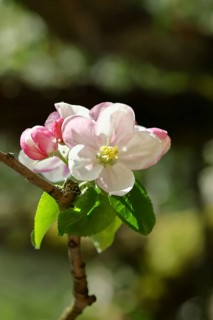 Apple blossoms (Malus), red still closed blossoms and white opened blossom with bokeh in the
