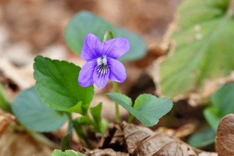 Grove violet (Viola riviniana), flower, in a beech forest, Wilnsdorf, North Rhine-Westphalia,