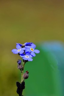 Marsh forget-me-not (Myosotis palustris), true forget-me-not in bloom in spring, Wilnsdorf, North