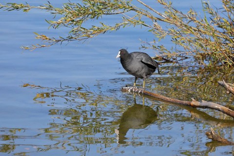 Eurasian Coot, coot rail, (Fulica atra), standing on a branch of a fallen tree on the lakeshore,