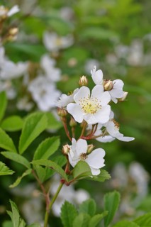 Bibernell rose (Rosa spinosissima L., syn.: Rosa pimpinellifolia L.), also called dune rose, earth