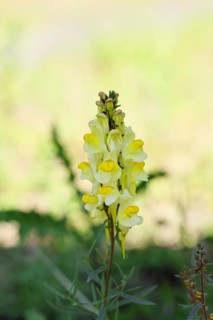 Common toadflax, also known as common toadflax, Chaenorhinum minus and lady's flax, (Linaria