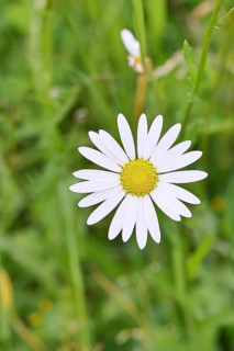 Daisy (Leucanthemum vulgare), flower in a meadow, close-up, macro, Wilnsdorf, North