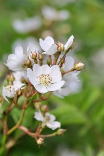 Bibernell rose (Rosa spinosissima L., syn.: Rosa pimpinellifolia L.), also called dune rose, earth