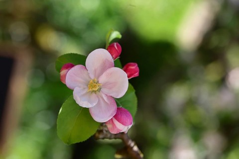 Apple blossoms (Malus), red still closed blossoms and white opened blossom with bokeh in the