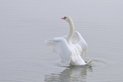 Mute swan (Cygnus olor) swimming in the water, flapping its wings, Chiemsee, Prien, Bavaria,