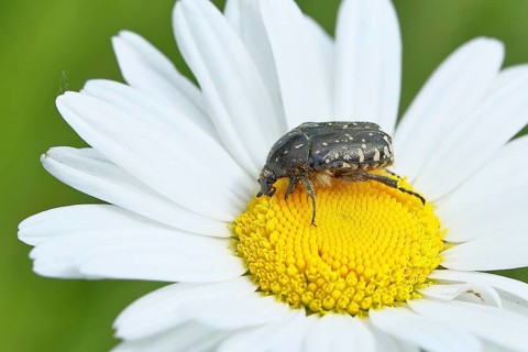 Rose chafer (Cetonia aurata), on a flower of a daisy (Leucanthemum vulgare) in a meadow, close-up,