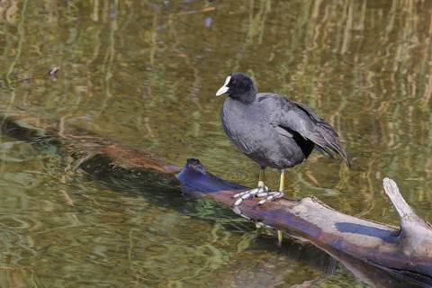 Eurasian Coot, coot rail, (Fulica atra), standing on a branch of a fallen tree on the lakeshore,
