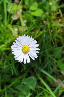 Daisy (Bellis perennis), flower on a lawn in a garden, Wilnsdorf, North Rhine-Westphalia, Germany