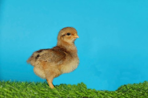 Domestic fowl (Gallus gallus domesticus), freshly hatched, chicken chick standing on grass,