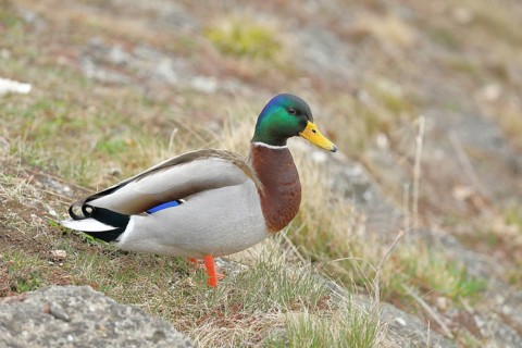 Mallard (Anas platyrhynchos), male, drake, standing on a slope on the lakeshore, Chiemsee, Prien,