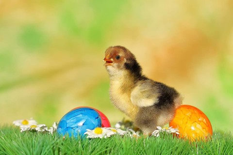 Domestic chicken (Gallus gallus domesticus), chicken chicks with colourful Easter eggs, Easter,