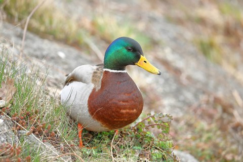 Mallard (Anas platyrhynchos), male, drake, standing on a slope on the lakeshore, Chiemsee, Prien,