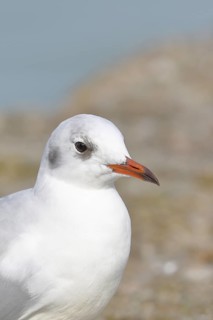 Black-headed Black-headed Gull (Chroicocephalus ridibundus), animal portrait, Lake Chiemsee, Prien,