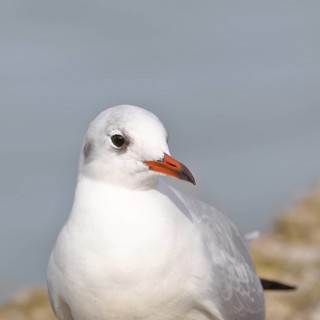 Black-headed Black-headed Gull (Chroicocephalus ridibundus), animal portrait, Lake Chiemsee, Prien,
