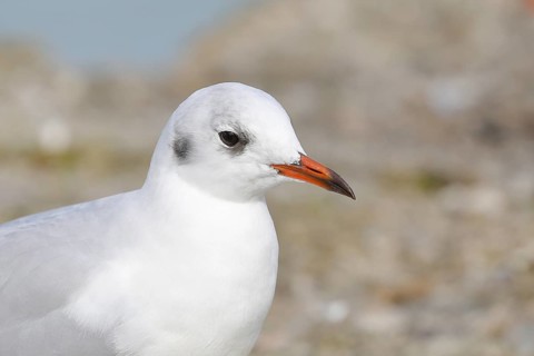 Black-headed Black-headed Gull (Chroicocephalus ridibundus), animal portrait, Lake Chiemsee, Prien,