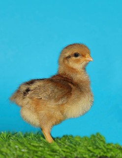 Domestic fowl (Gallus gallus domesticus), freshly hatched, chicken chick standing on grass,