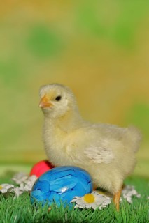 Domestic chicken (Gallus gallus domesticus), chicken chicks with colourful Easter eggs, Easter,
