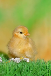 Domestic fowl (Gallus gallus domesticus), freshly hatched, chicken chick standing on grass,