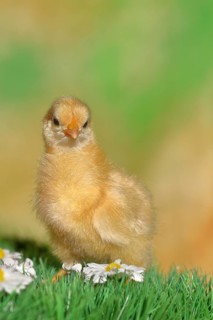 Domestic fowl (Gallus gallus domesticus), freshly hatched, chicken chick standing on grass,