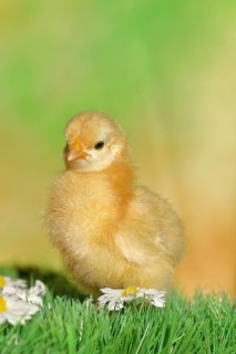 Domestic fowl (Gallus gallus domesticus), freshly hatched, chicken chick standing on grass,