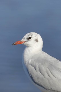 Black-headed Black-headed Gull (Chroicocephalus ridibundus), animal portrait, Lake Chiemsee, Prien,