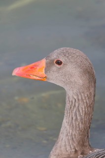 Greylag goose (Anser anser) swimming on the water, animal portrait, Chiemsee, Prien, Bavaria,