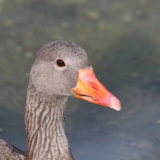 Greylag goose (Anser anser) swimming on the water, animal portrait, Chiemsee, Prien, Bavaria,
