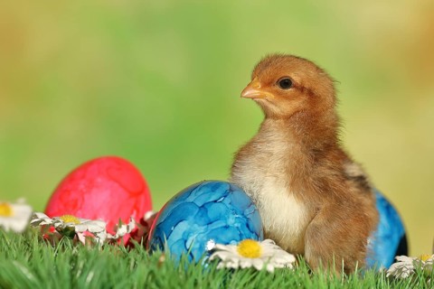 Domestic chicken (Gallus gallus domesticus), chicken chicks with colourful Easter eggs, Easter,