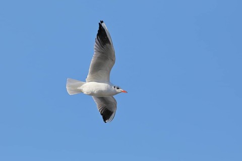 Black-headed Black-headed Gull (Chroicocephalus ridibundus), in flight, Lake Chiemsee, Prien,