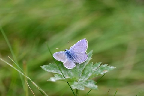 Blue butterfly (Polyommatus icarus), male, blue wings, meadow, colourful, pretty, Germany, The