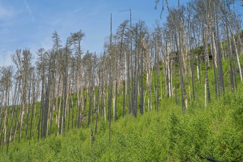 Bare trunks, forest recovers after forest fire from 2022 east of Hrensko, Czech Republic