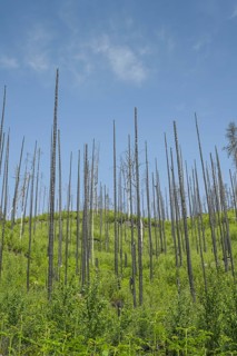 Bare trunks, forest recovers after forest fire from 2022 east of Hrensko, Czech Republic