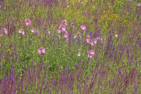 Wildflowers, Meadow, Messedamm, Charlottenburg, Berlin, Germany