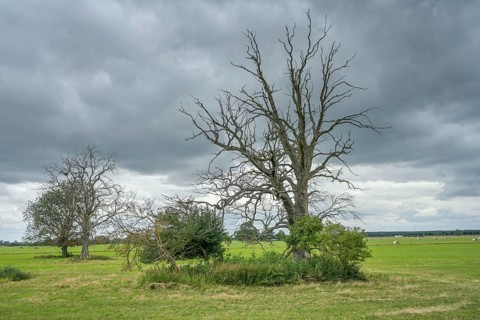 Floodplain landscape on the Elbe, Brandenburg, Germany