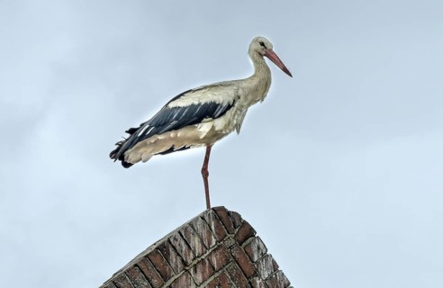 Stork, roof, stork village Rühstädt, Brandenburg, Germany