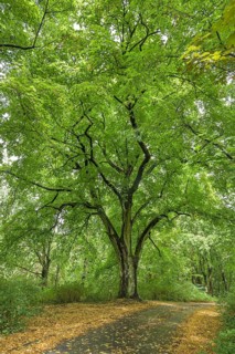 Old lime tree in the forest near Beelitz, Brandenburg, Germany