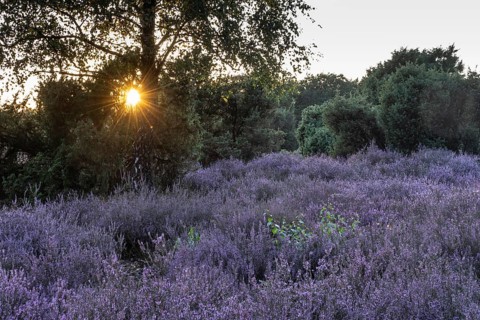 Heath landscape with heather (Calluna vulgaris) and juniper (Juniperus communis), Emsland, Lower