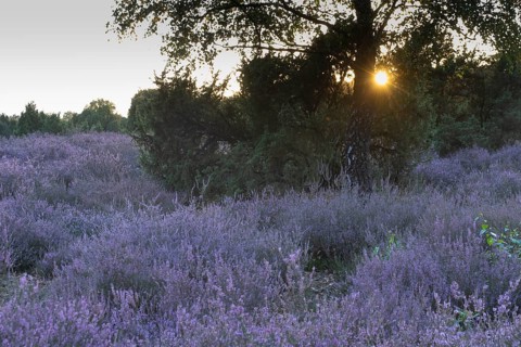 Heath landscape with heather (Calluna vulgaris) and juniper (Juniperus communis), Emsland, Lower