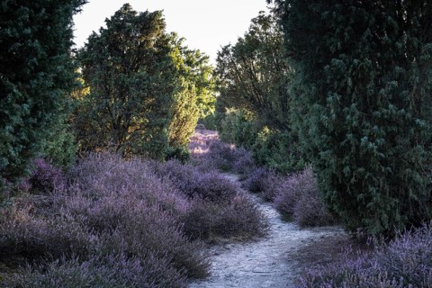 Heath landscape with heather (Calluna vulgaris) and juniper (Juniperus communis), Emsland, Lower